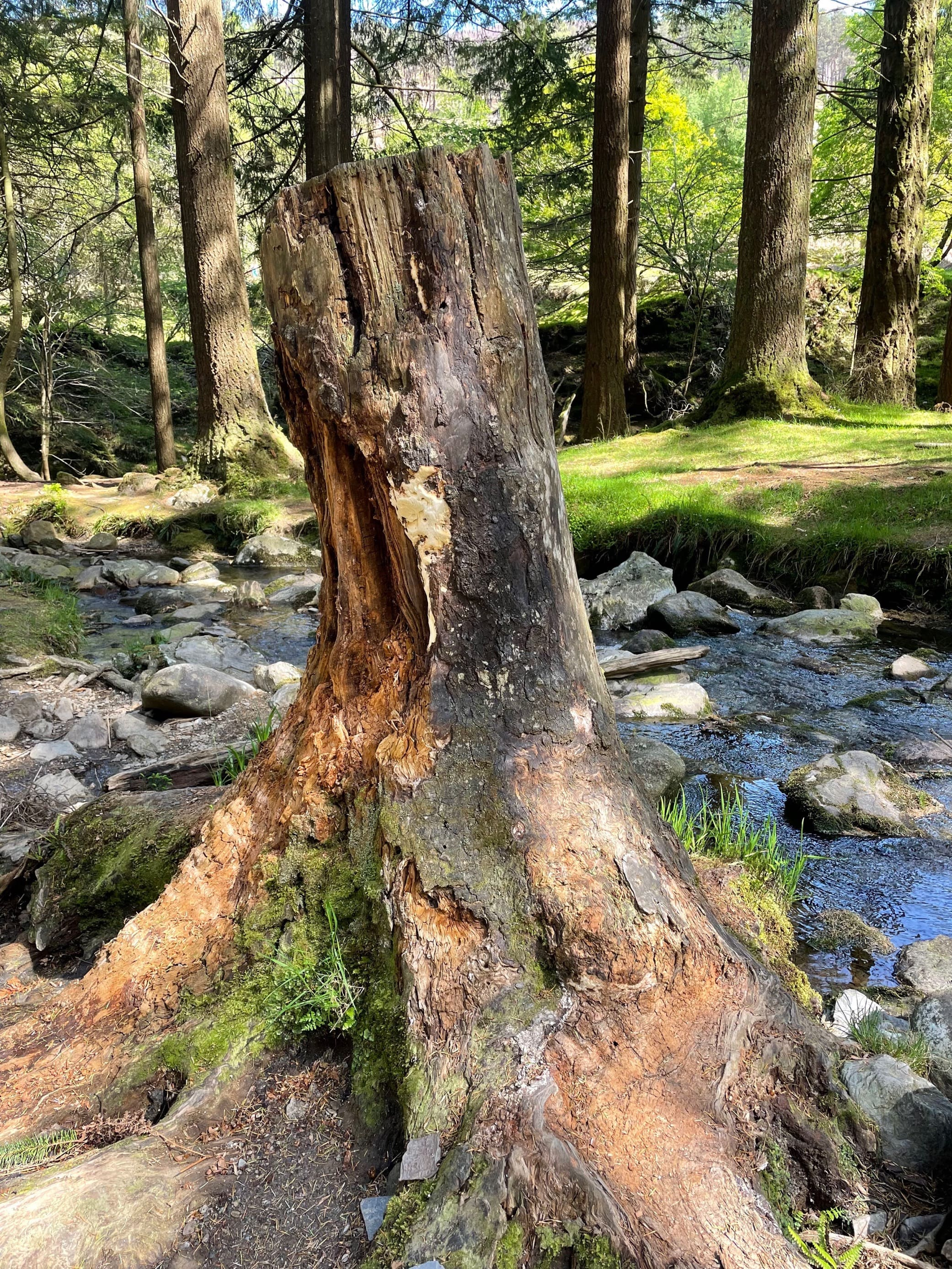 Half Cut Tree